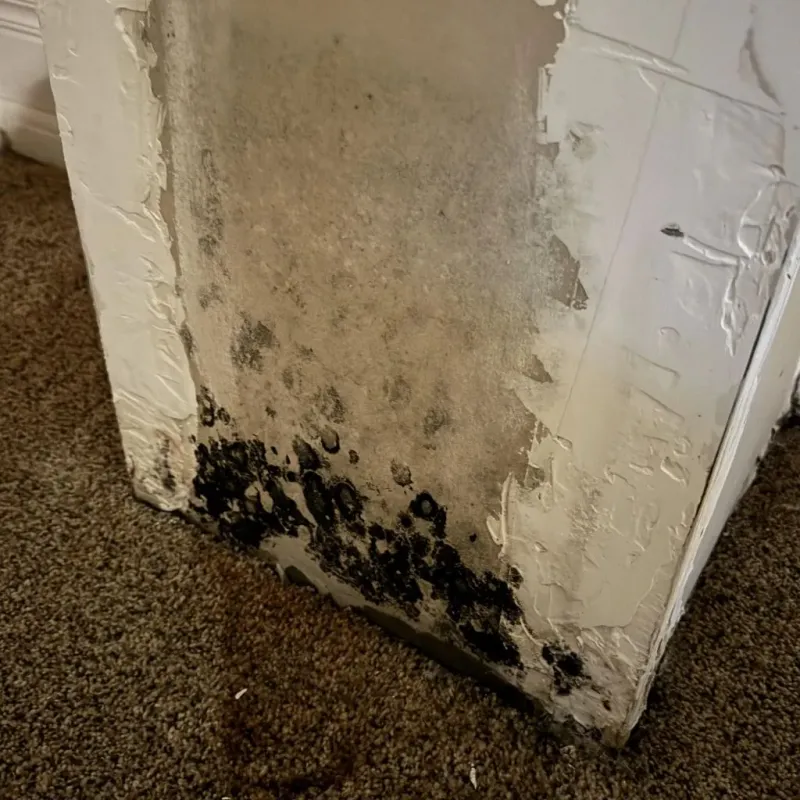 Professional Mold Removal in Big Rapids, MI